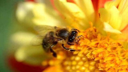蜜蜂的特點有哪些