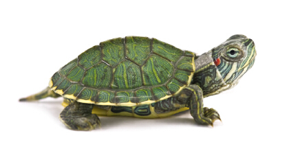 草龜和巴西龜能一起養嗎