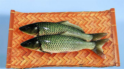 鯉魚的營養價值功效與作用是什麼