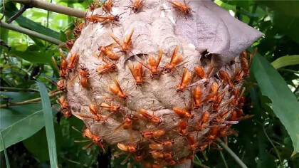 螞蜂窩的作用與功效