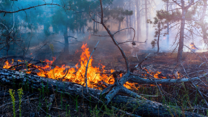 森林火災的預防措施