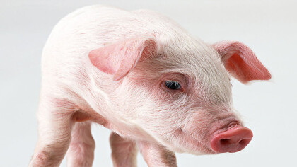 三十二種常見的豬病有什麼