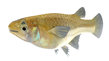 臭水溝的魚用清水養多久能吃