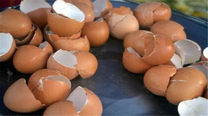怎麼用雞蛋殼施肥
