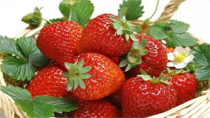草莓芽線蟲打什麼藥