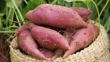 紫薯發芽瞭怎麼栽種