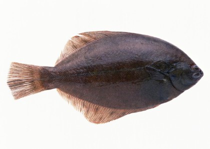 碟魚是什麼魚