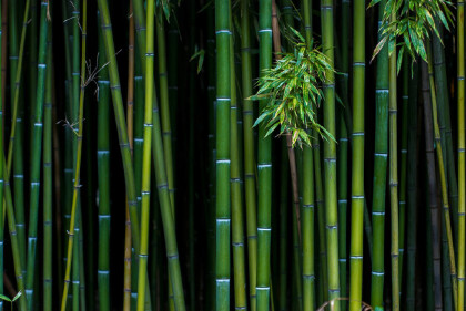 竹子的特點