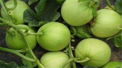 露地香瓜的種植技術是什麼