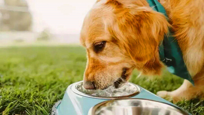 狗多久不喝水會渴死