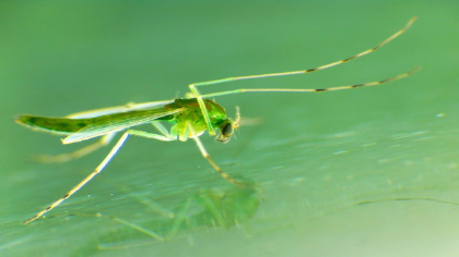綠色的蚊子是什麼蚊子