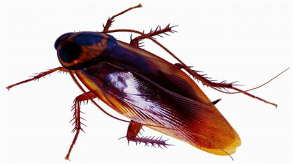 蟑螂最怕的天敵是什麼