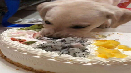 狗狗可以吃奶油蛋糕嗎