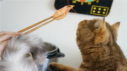 貓吃蝦的好處