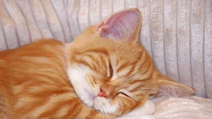 貓睜眼睡覺的原因