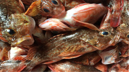 石翁魚的營養價值