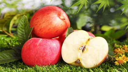蘋果核如何種