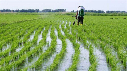 2甲滅草松對水稻有害嗎