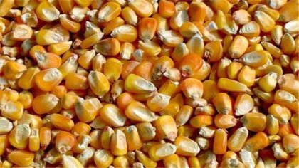 東單183玉米種子特點