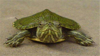 烏龜一般養單還是雙