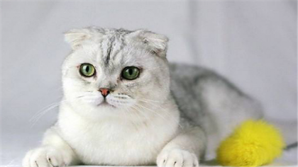 矮腳貓有什麼遺傳病
