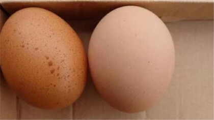 雞蛋外殼發黴瞭還能吃嗎