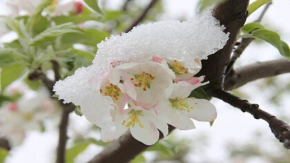 怎麼預防大櫻桃花期霜凍