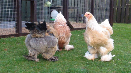 巨型雞品種