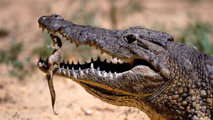 鱷魚和牙簽鳥是共生關系嗎