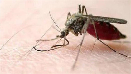 蚊子吸血原理