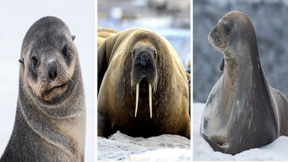 海獅海豹海狗海象的區別