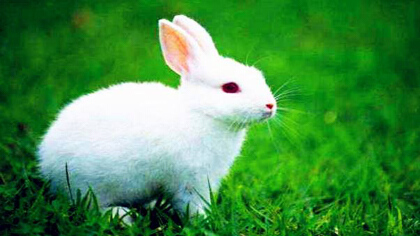 養殖兔子的技術有哪些