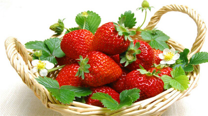 草莓容易得什麼病