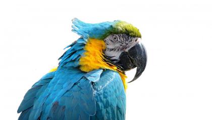藍色鸚鵡是什麼品種