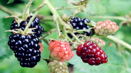 黑莓的營養價值