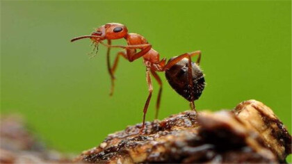 紅螞蟻的習性是什麼
