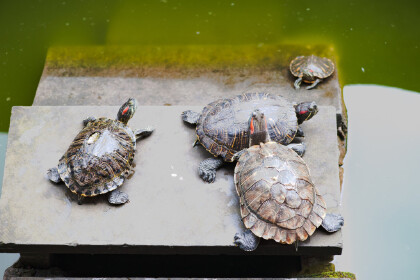 金線龜和中華草龜區別
