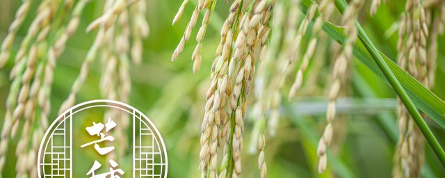 廣東水稻一年什麼時候熟 廣東水稻在什麼時候收割