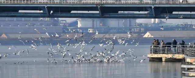 海鷗大橋的簡介 海鷗大橋詳細內容簡介