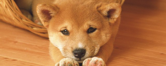 狗狗可以吃韭菜餃子嗎 狗狗能吃韭菜餃子嗎