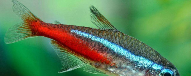 紅綠燈能和什麼魚混養 紅綠燈可以和什麼魚混養