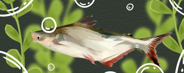 巴沙魚就是龍利魚嗎 巴沙魚是否就是龍利魚