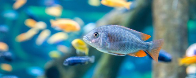 金龍能和什麼魚混養 能和金龍混養的魚