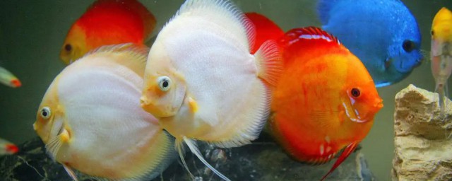 彩霞魚和什麼魚能混養 彩霞魚和啥魚能混養