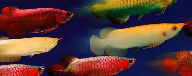 紅龍魚能和什麼魚混養 紅龍魚可以和什麼魚一起養