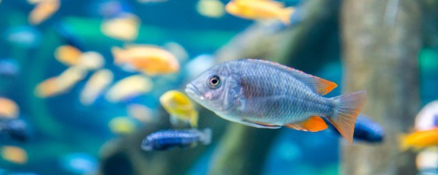 金魚能和什麼魚混養嗎 哪種魚可以和金魚混養