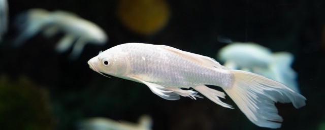 銀龍魚和什麼魚能混養 銀龍魚能混養的魚
