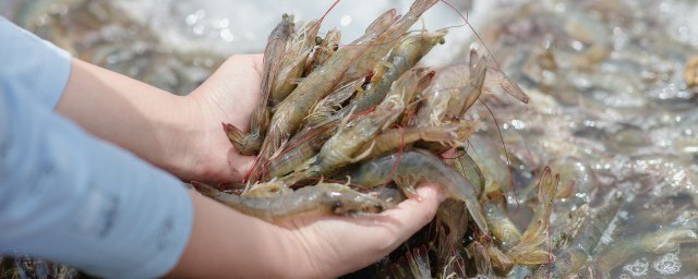 水晶蝦能和什麼魚混養 水晶蝦混養方法