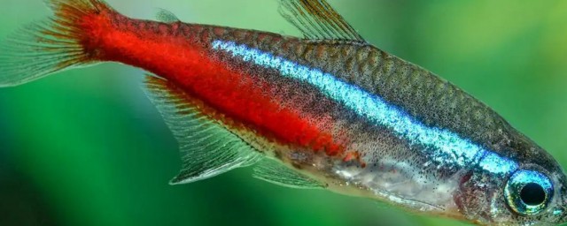 什麼魚能和紅綠燈混養 哪些魚能和紅綠燈混養