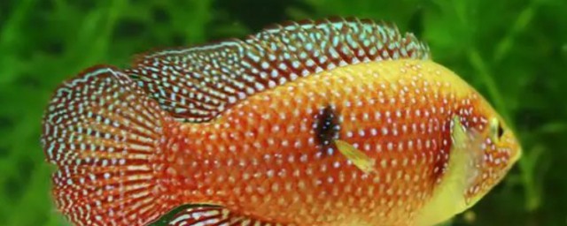 紅寶石魚能和什麼混養 紅寶石魚和哪些魚混養